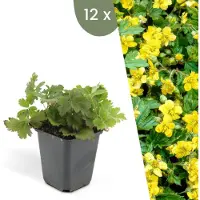 Frank GmbH | 12 Goudaardbei planten | Waldsteinia ternata | Winterharde bodembedekker planten | tuinplanten | Winterharde vaste planten meerjarig | Winterharde tuinplanten
