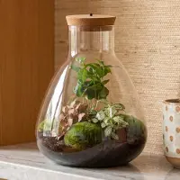Urbanjngl Terrarium - Sam LED Coffea - ↑ 30 cm - Ecosysteem plant met lamp - Verlichting - DIY planten terrarium - Mini ecosysteem