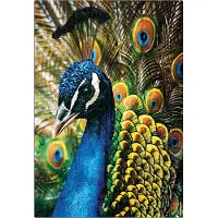 Interdruk Puzzel 250 Stuk - Kleurrijke Natuur 1 Pauw