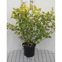 GRDplanten Physocarpus opulifolius 'Dart's Gold' - Goudkleurige bladspirea, 30-40 cm - In pot