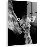 MuchoWow - Glasschilderij - Foto op glas - Acrylglas - Wilde dieren - Giraffe - Familie - Zwart - Wit - 90x120 cm - Glasschilderij giraffe - Muurdecoratie glas - Glasschilderij dieren