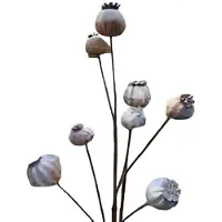 Buitengewoon Boet Bruine bollen Buitengewoon de Boet