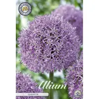 Sam van Schooten Gladiator Allium Bloembollen 1 stuks bolmaat 20+
