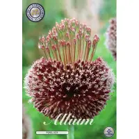 Sam van Schooten Forelock Allium Bloembollen 1 stuks bolmaat 14/16