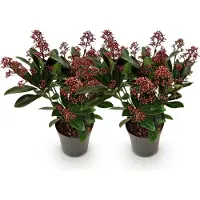 Green Boutiq - Terrasplant - Skimmia japonica Rubella - Bloem Rood - 10+ Bloemen - 2 Planten - Winterhard - Pot 10,5cm Hoogte 25cm