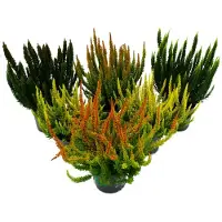 Exotenherz Calluna Green Nature - Groene heide - heide - winterhard - 11 cm pot - set van 6 verschillende planten. Planten