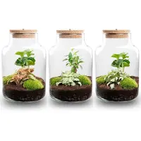 Urbanjngl Little Milky - Planten Terrarium met licht - Koffieplant + Fittonia - DIY kit - Ecosysteem plant - Ø 17 cm ↑ 25 cm