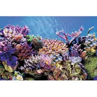 Superfish Aquarium Decoratie Poster A5 Multi 120 X 61 Cm