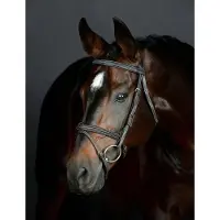 Collegiate Gewatteerde hanoverse zadelsportteugel Comfitec Opulux Fancy Stitch