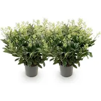 Green Boutiq - Terrasplant - Skimmia japonica Finchy - Bloem Wit - 40+ Bloemen - 2 Plant - Winterhard - Pot 19cm Hoogte 60cm