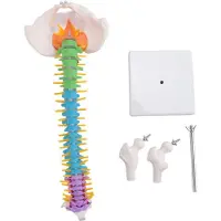 Tlily 45 cm met Bekken Menselijke Anatomische Anatomie Wervelkolom Wervelkolommodel Lesmateriaal voor Studenten