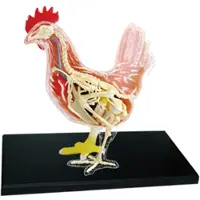 Zandona en Witte Kip 4D Master Puzzel Montage Speelgoed Dierlijke Biologie Orgel Anatomisch Onderwijs Model Anatomie
