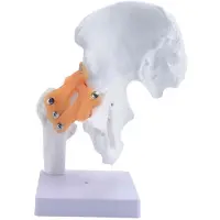 Tlily Anatomisch Heupgewrichtsmodel op Ware Grootte Menselijk Skelet Anatomie Oefening Bot Orthopedische Pijn Onderwijsmaterialen