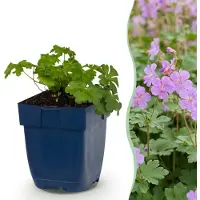 Green Boutiq - Vasteplant - Geranium macr. Czakor - Ooievaarsbek - Bodembedekkend - Paars-Roze - 24 Planten - Pot 11cm - Hoogte 15-25cm