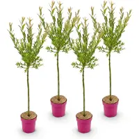 Green Boutiq - 4x Salix Flamingo - Flamingo wilg - Bont Roze - Boom - Ø19cm - 90-100cm