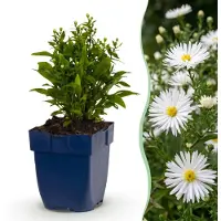 Green Boutiq - Vasteplant - Aster (D) Schneekissen - Zeeaster - Bijen en Vlinderlokkers - Wit - 12 Planten - Pot 11cm - Hoogte 15-25cm