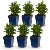 Green Boutiq - Vasteplant - Aster (D) Schneekissen - Zeeaster - Bijen en Vlinderlokkers - Wit - 6 Planten - Pot 11cm - Hoogte 15-25cm