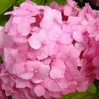 Arborix HYDRANGEA MACROPHYLLA 'SIBILLA' - Hortensia 25-30 cm in pot