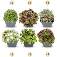 Green Boutiq - 12x Sempervivum Big Sam - Huislook - Diversen - Vaste plant - Ø7cm - 10-12cm