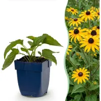 Green Boutiq - Vasteplant - Rudbeckia fulg. Goldsturm - Gele zonnehoed - Bijen- en vlinderlokkers - Geel - 24 Planten - Pot 11cm - Hoogte 15-25cm
