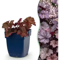 Green Boutiq - Vasteplant - Heuchera micr. Palace Purple - Purperklokje - Schaduw - Paars - 1 Plant - Pot 11cm - Hoogte 15-25cm