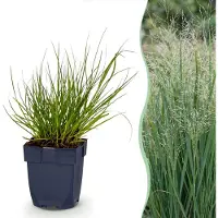 Green Boutiq - Grassen - Panicum virg. Northwind - Prairiegraan - Met Pluim - Groen - 6 Planten - Pot 11cm - Hoogte 15-25cm