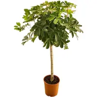 Green bubble Schefflera op stam - 130cm