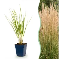 Green Boutiq - Grassen - Calamagrostis Karl Foerster - Struisriet - Met Pluim - Groen - 1 Plant - Pot 11cm - Hoogte 15-25cm