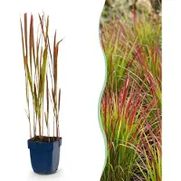 Green Boutiq - Grassen - Imperata cylindrica Red Baron - Japans bloedgras - Rode uitlopers - Rood - 24 Planten - Pot 11cm - Hoogte 15-25cm