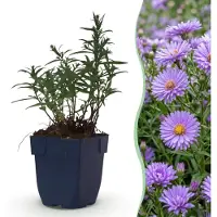Green Boutiq - Vasteplant - Aster (D) Mittelmeer - Zeeaster - Bijen en Vlinderlokkers - Paars - 3 Planten - Pot 11cm - Hoogte 15-25cm