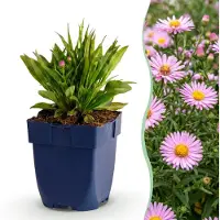 Green Boutiq - Vasteplant - Aster Wood's Pink - Pluimspirea - Bijen en Vlinderlokkers - Roze - 24 Planten - Pot 11cm - Hoogte 15-25cm