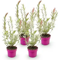 Green Boutiq - 4x Salix Flamingo - Flamingo-wilg - Bont Roze - Boom - Ø17cm - 40-50cm