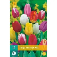 JUB X 10 Tulipa Triumph mix