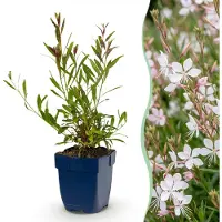 Green Boutiq - Vasteplant - Gaura lindh. Whirling Butterflies - Prachtkaars - Bijen- en vlinderlokkers - Wit - 12 Planten - Pot 11cm - Hoogte 15-25cm