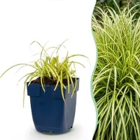 Green Boutiq - Grassen - Carex oshimensis Evergold - Japanse Zegge - Groenblijvend - Geel-Groen - 6 Planten - Pot 11cm - Hoogte 15-25cm