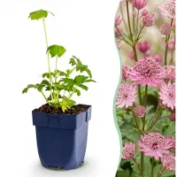 Green Boutiq - Vasteplant - Astrantia major - Sterrenkruid - Schaduw - Wit-Roze - 12 Planten - Pot 11cm - Hoogte 15-25cm