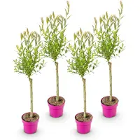 Green Boutiq - 4x Salix Flamingo - Flamingo wilg - Bont Roze - Boom - Ø17cm - 70-80cm