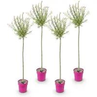 Green Boutiq - 4x Salix Flamingo - Flamingo wilg - Bont Roze - Boom - Ø23cm - 140-160cm