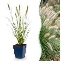 Green Boutiq - Grassen - Pennisetum alop. Hameln - Lampenpoetsergras - Met Pluim - Groen - 24 Planten - Pot 11cm - Hoogte 15-25cm