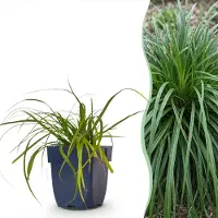 Green Boutiq - Grassen - Carex oshimensis Evergreen - Japanse Zegge - Groenblijvend - Groen - 24 Planten - Pot 11cm - Hoogte 15-25cm