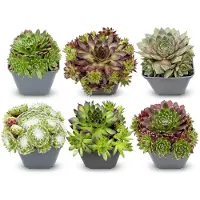 Green Boutiq - 6x Sempervivum Big Sam - Huislook - Diversen - Vaste plant - Ø7cm - 10-12cm