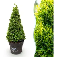 Green Boutiq - Buxus Pyramide - BetterBuxus Skylight - Resistant tegen de Buxus Schimmel - 1 Plant - Pot 23cm Hoogte 60-70cm