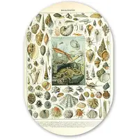 MuchoWow Muurovaal 40x60 cm - Ovale wanddecoratie Zeedieren - Schelp - Vintage - Zee - Adolphe Millot - Ovalen schilderij - Muurdecoratie woonkamer - Kamer decoratie - Schilderijen - Wandcirkel