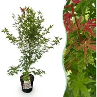 Green Boutiq - Tuinplant - Acer palmatum Phoenix - Japanse Esdoorn - Bladverliezend - Groen - Rood - 1 - Pot 26cm - Hoogte 90cm