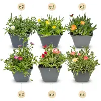 Green Boutiq - 12x Delosperma mix - IJsplantmix - Geel, Paars, Rood, Roze - Vaste plant - Ø7cm - 10-12cm