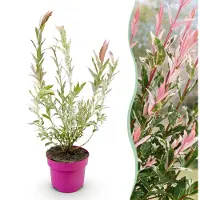 Green Boutiq - Salix Flamingo - Flamingo-wilg - Bont Roze - Boom - Ø17cm - 40-50cm