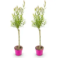 Green Boutiq - 2x Salix Flamingo - Flamingo wilg - Bont Roze - Boom - Ø17cm - 70-80cm