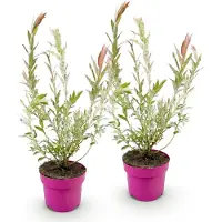 Green Boutiq - 2x Salix Flamingo - Flamingo-wilg - Bont Roze - Boom - Ø17cm - 40-50cm