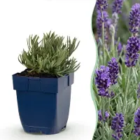 Green Boutiq - Vasteplant - Lavandula ang. Munstead - Lavendel - Geurend - Paars - 12 Planten - Pot 11cm - Hoogte 15-25cm
