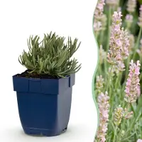 Green Boutiq - Vasteplant - Lavandula ang. Rosea - Lavendel - Geurend - Roze - 24 Planten - Pot 11cm - Hoogte 15-25cm